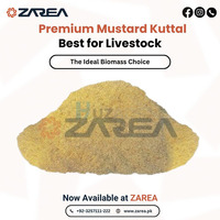 Mustard Kuttal Available at Zarea Limited